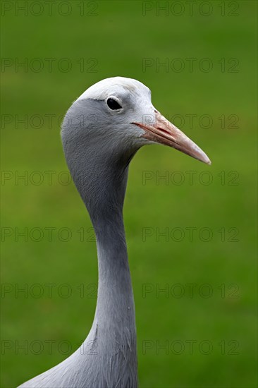 Blue Crane (Anthropoides paradisea)