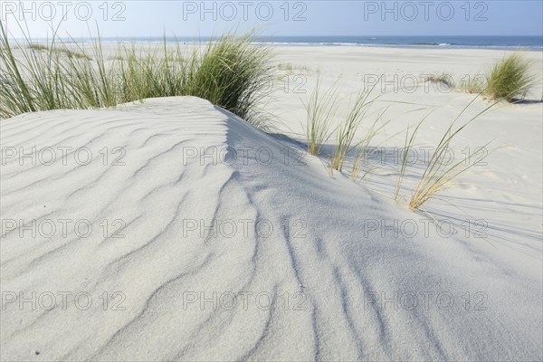 Dune with beach grass (Ammophila arenaria)