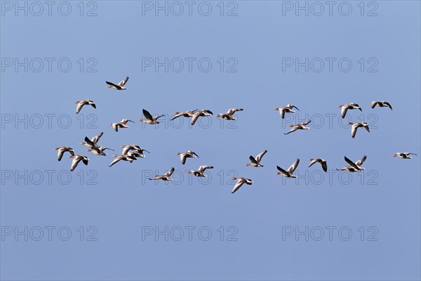 Flying greylag geese (Anser anser)