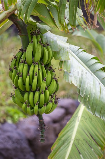 Bunch of bananas on a banana tree