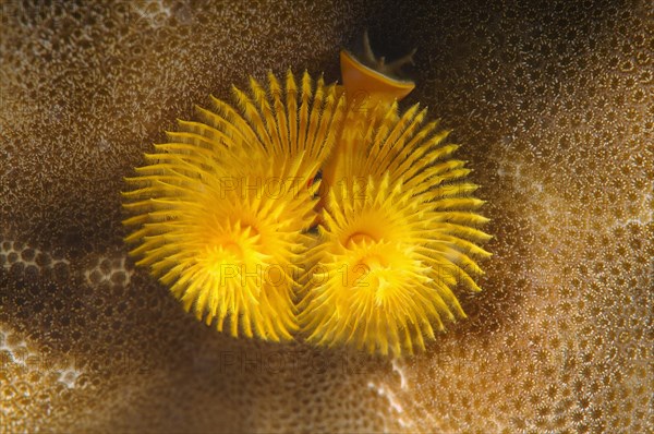 Christmas tree worm (Spirobranchus giganteus)