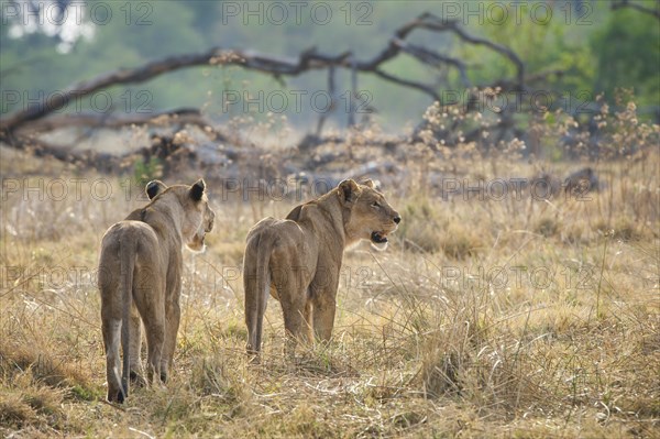 Lion (Panthera leo)