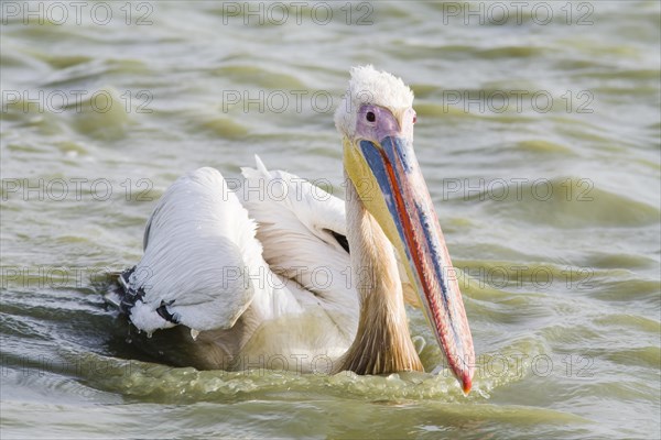 Great White Pelican (Pelecanus onocrotalus)