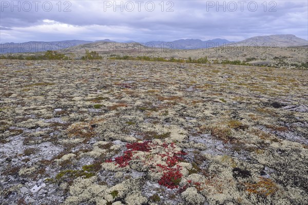 Reindeer Lichen (Cladonia rangiferina)