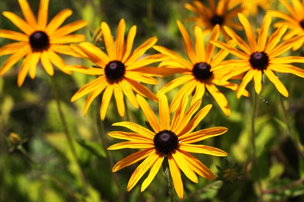 Orange Coneflower (Rudbeckia fulgida)