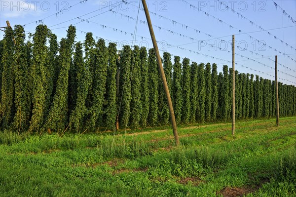 Hop plants (Humulus lupulus)