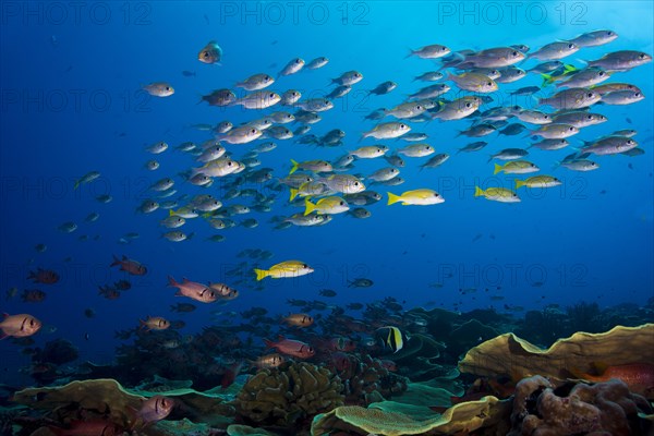 Goldspot Seabreams or Striped Large-eye Breams (Gnathodentex aureolineatus)