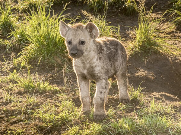 Spotted Hyena (Crocuta crocuta)