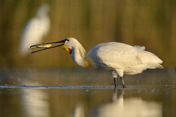 Eurasian Spoonbill or Common Spoonbill (Platalea leucorodia) devouring its prey