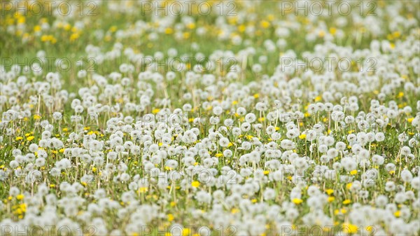 Dandelion (Taraxacum officinale)