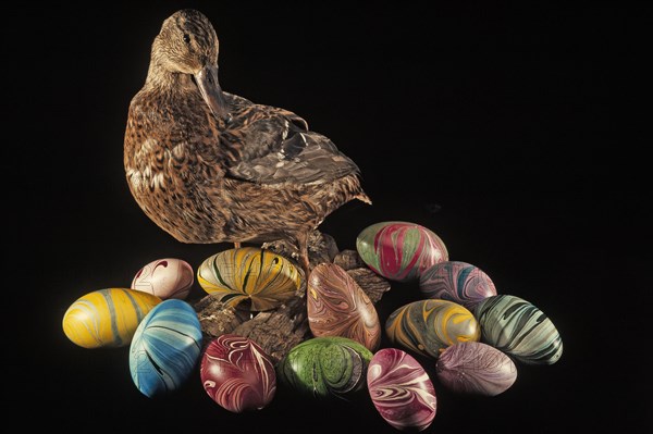 Stuffed mallard with brightly painted duck eggs against black