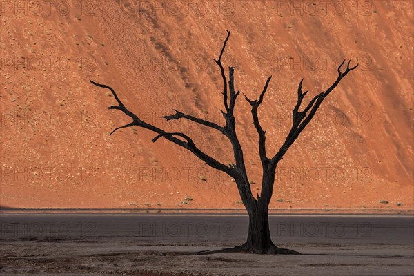 Dead camel thorn tree (Vachellia erioloba)