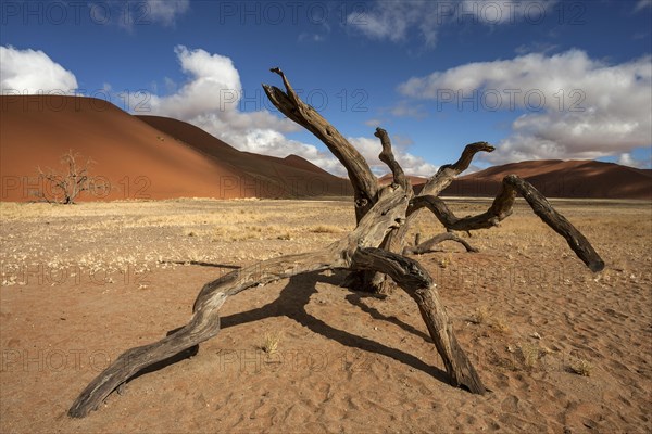 Dead Camel thorn tree (Vachellia erioloba)