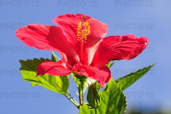 Red Hibiscus flower (Hibiscus)