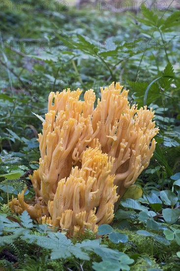 Goat's beard mushroom (Ramaria aurea)