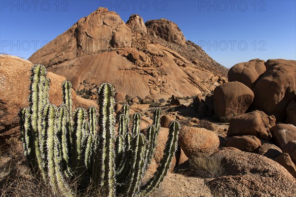 Gifboom or poision tree (Euphorbia virosa)