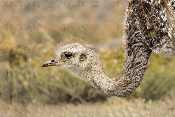 Darwin's rhea (Pterocnemia Pennata) in Torres del Paine National Park