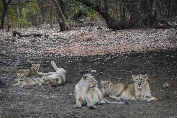 Asiatic lion (Panthera leo persica)