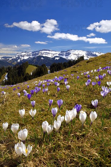 Meadow with flowering Crocuses (Crocus vernus)