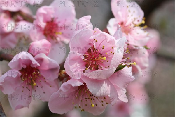 Peach tree (Prunus persica) blossom