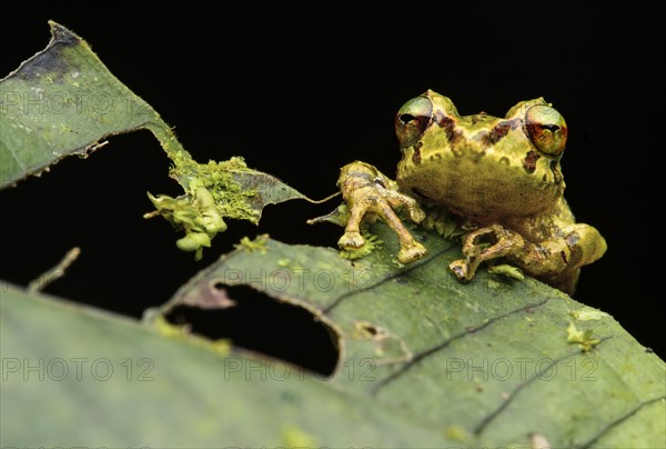 Neotropical frog (Pristimantis eriphus)