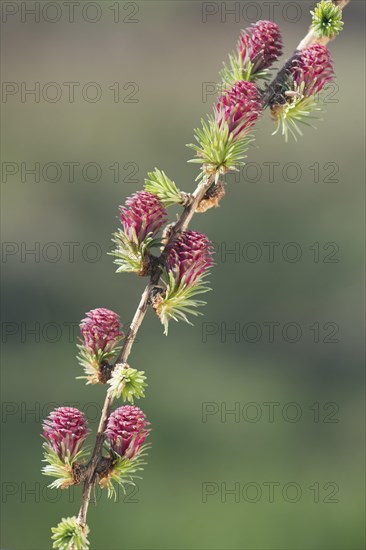 Female flowers of the Larch (Larix decidua)