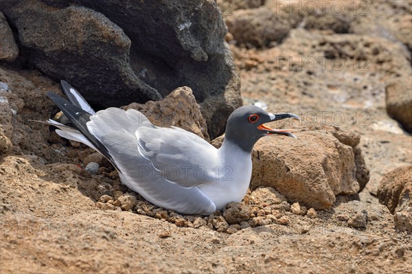 Swallow-tailed gull (Creagrus furcatus)