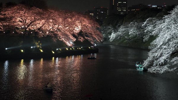 Canal with colored illuminated cherry trees on the shore at night