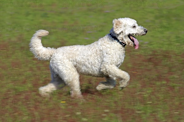 Labradoodle