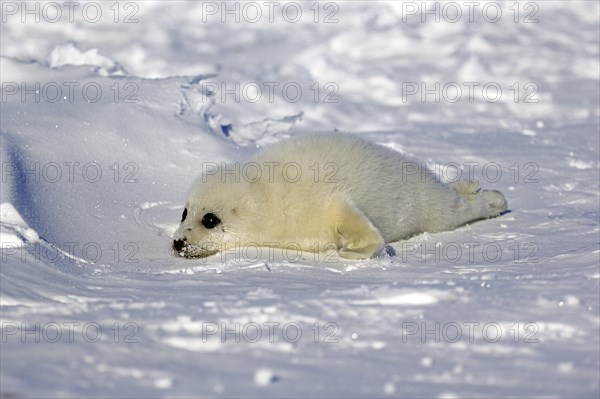 Harp Seal or Saddleback Seal (Pagophilus groenlandicus