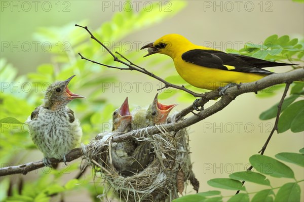 Golden Orioles (Oriolus oriolus)