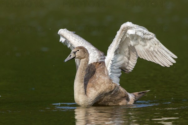 Young Mute Swan (Cygnus olor) spreading wings