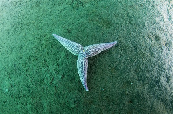 Northern Pacific Seastar or Japanese Common Starfish (Asterias amurensis)