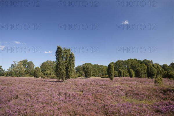 Countryside with flowering Heather (Calluna vulgaris) and Juniper