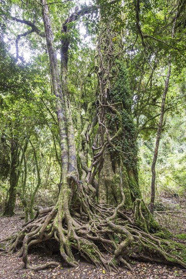 Southern Beech (Nothofagus) with a branched root system