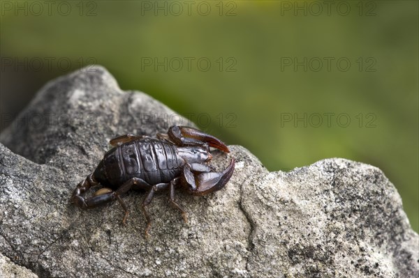 Small Wood Scorpion species (Euscorpius germanus)