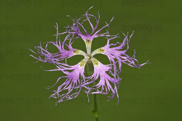 Large Pink (Dianthus superbus) single flower