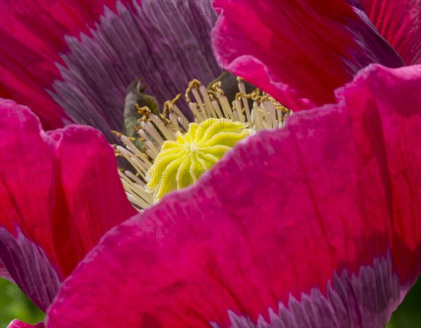 Opium Poppy (Papaver somniferum)