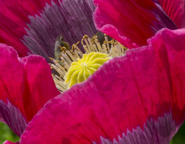 Opium Poppy (Papaver somniferum)