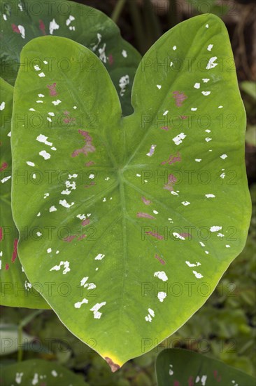 Elephant Ear (Caladium bicolor)