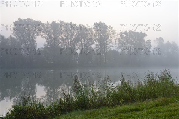 Foggy morning on the Alter Rhein