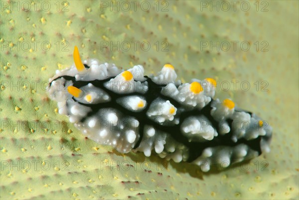 Varicose Wart Slug (Phyllidia varicosa)