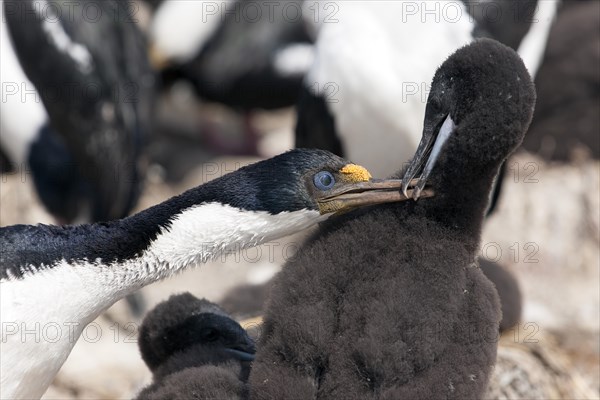 King Cormorant (Phalacrocorax albiventer) with young