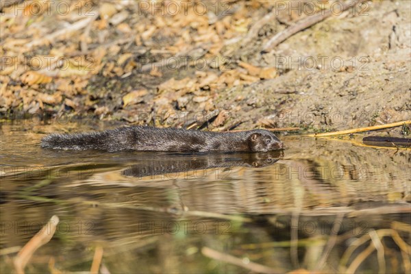 American mink (Neovison vison)