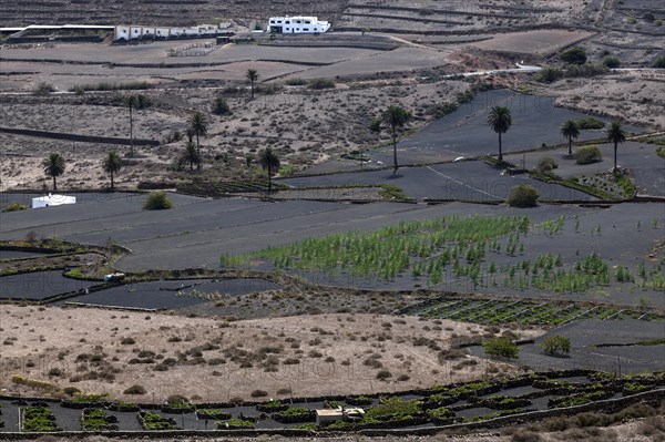 Agricultural fields on lava ash near Haria