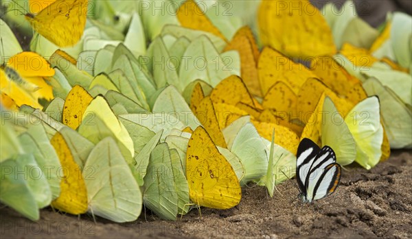 Tropical butterflies (Aphrissa sp.