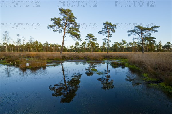 Reflection of Pines (Pinus sylvestris) in the last evening light in a bog pond