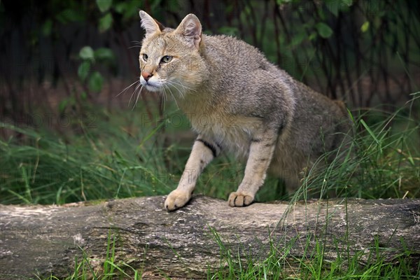 Jungle Cat (Felis chaus)