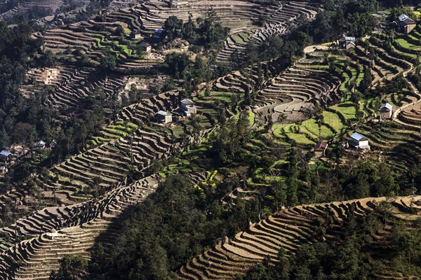 Terrace cultivation