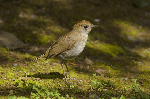 Frantzius' Nightingale Thrush or Ruddy-capped Nightingale Thrush (Catharus frantzii)